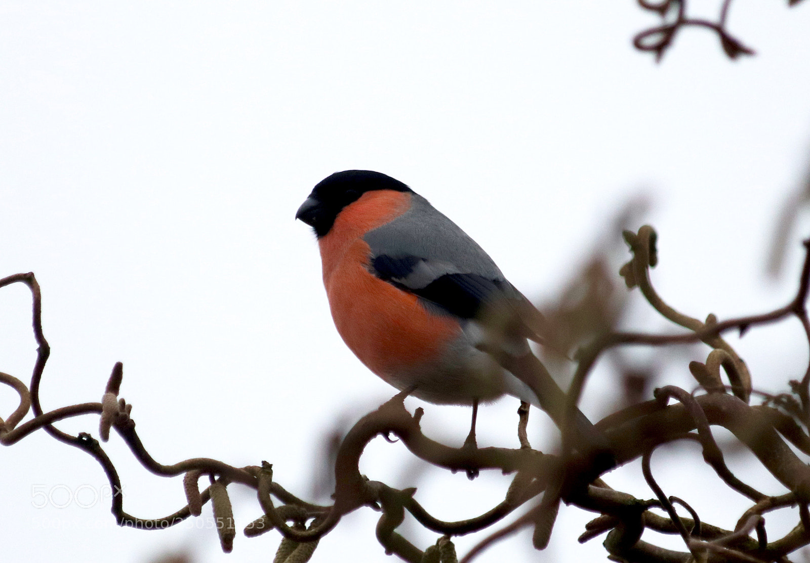 Canon EOS 77D (EOS 9000D / EOS 770D) sample photo. Mr. and mrs bullfinch photography