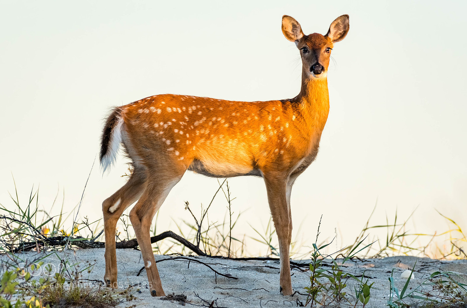 Nikon D500 sample photo. Morning deer photography