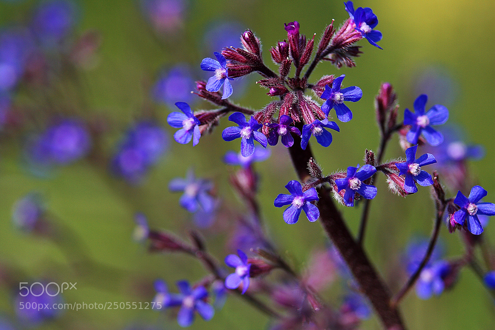 Canon EOS 7D sample photo. Blues photography