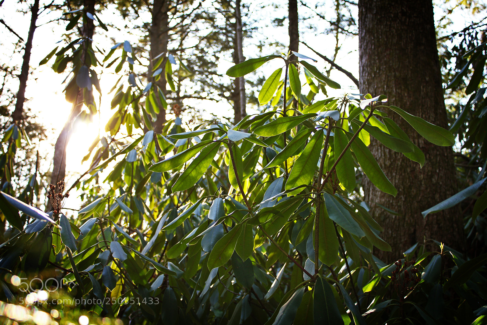 Canon EOS 550D (EOS Rebel T2i / EOS Kiss X4) sample photo. Rhodies photography