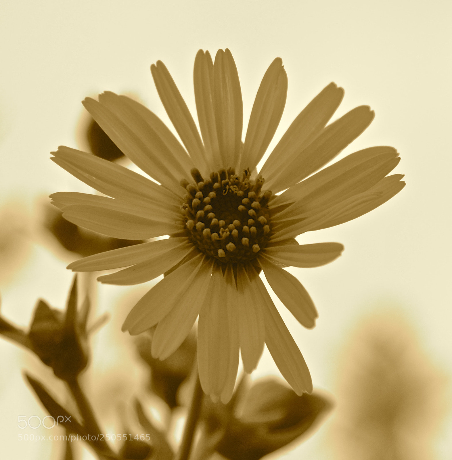 Nikon D600 sample photo. Summer bloom photography