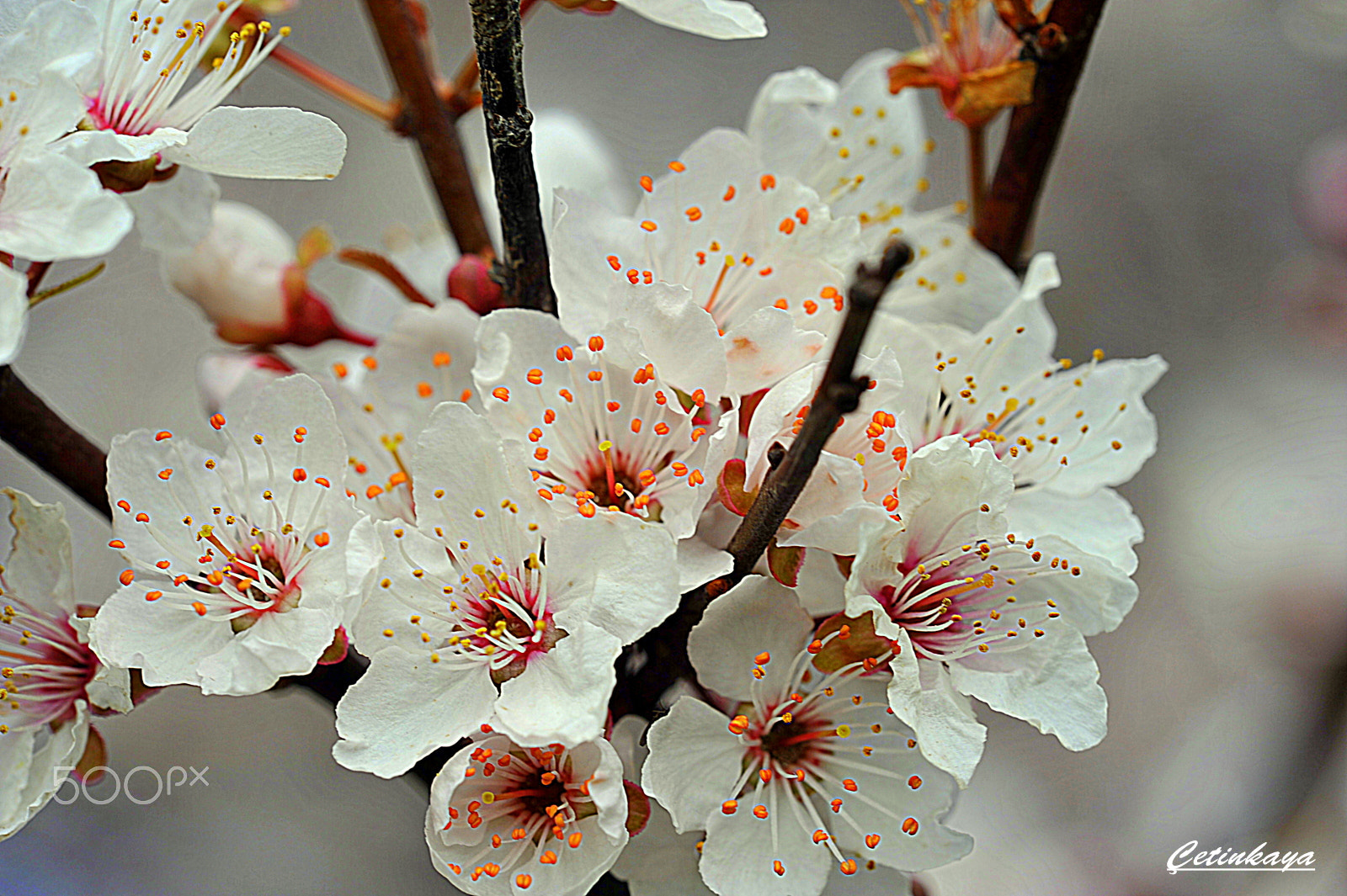 Nikon D700 + Sigma 150mm F2.8 EX DG Macro HSM sample photo. Spring tıme photography