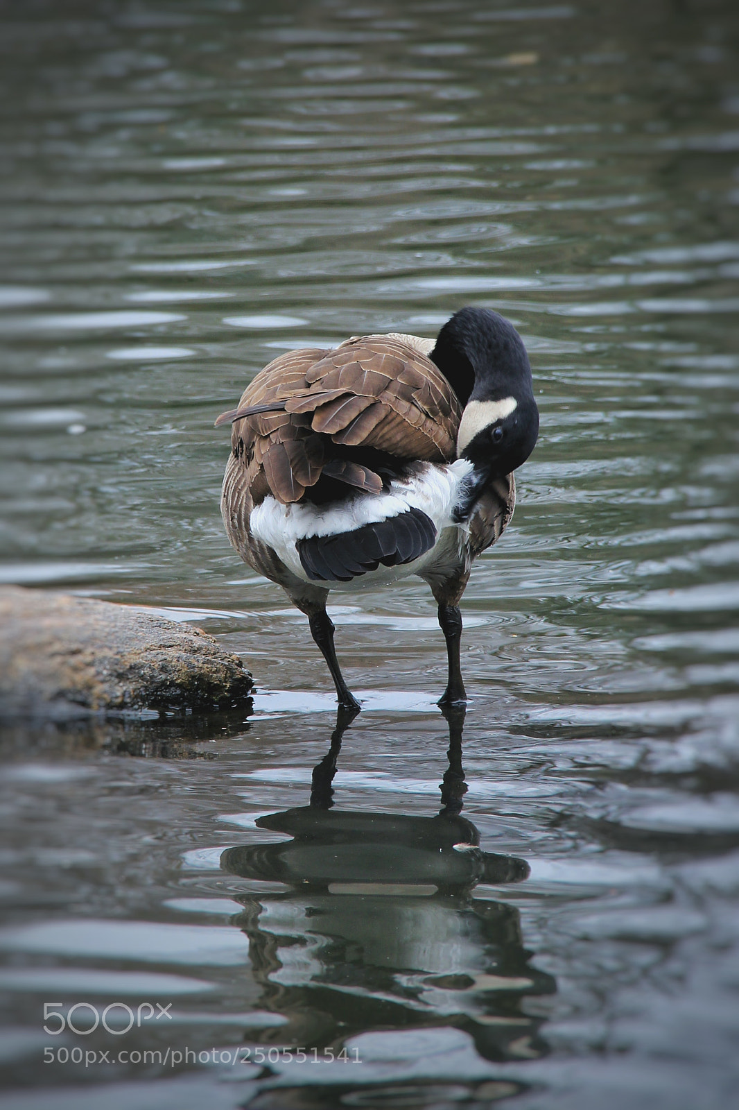 Canon EOS 600D (Rebel EOS T3i / EOS Kiss X5) sample photo. Central_park #3 photography