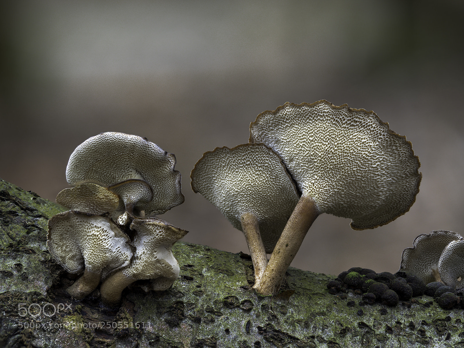 Olympus OM-D E-M1 Mark II sample photo. Forest-scene photography