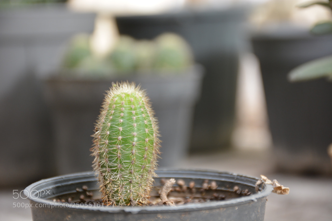 Nikon D7100 sample photo. The cactus photography