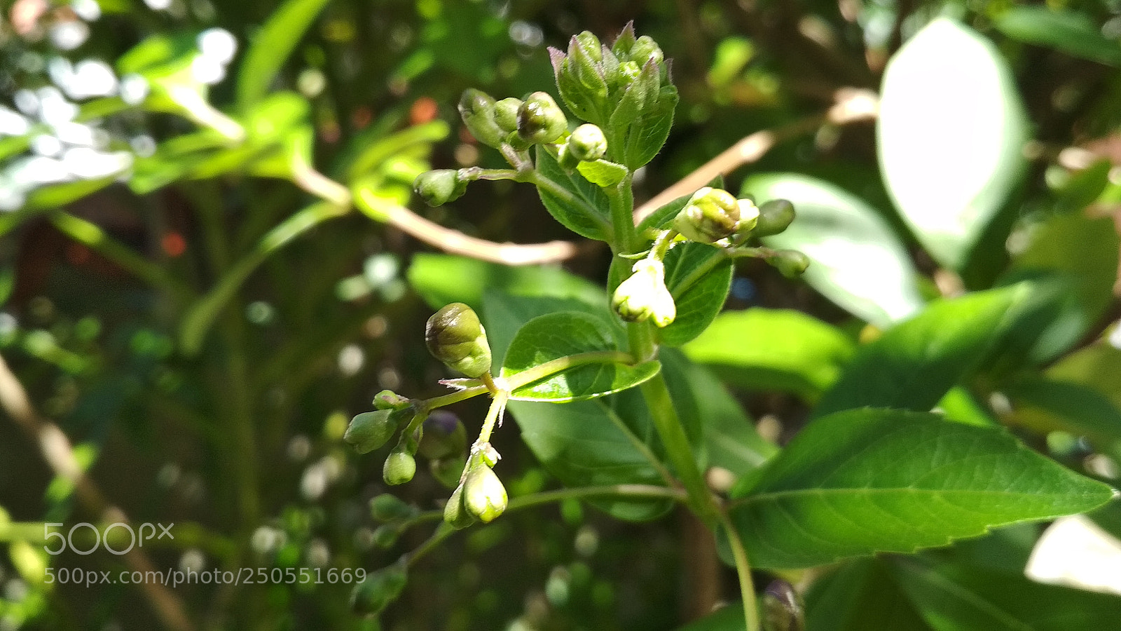 Xiaomi Redmi 4X sample photo. Untitled photography