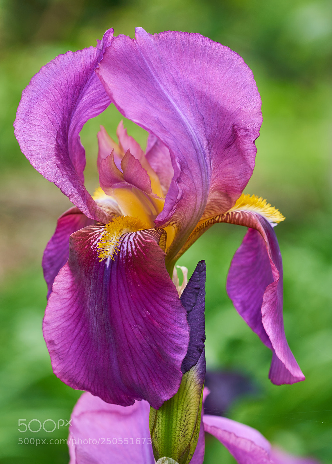 Sony a7R II sample photo. Iris photography