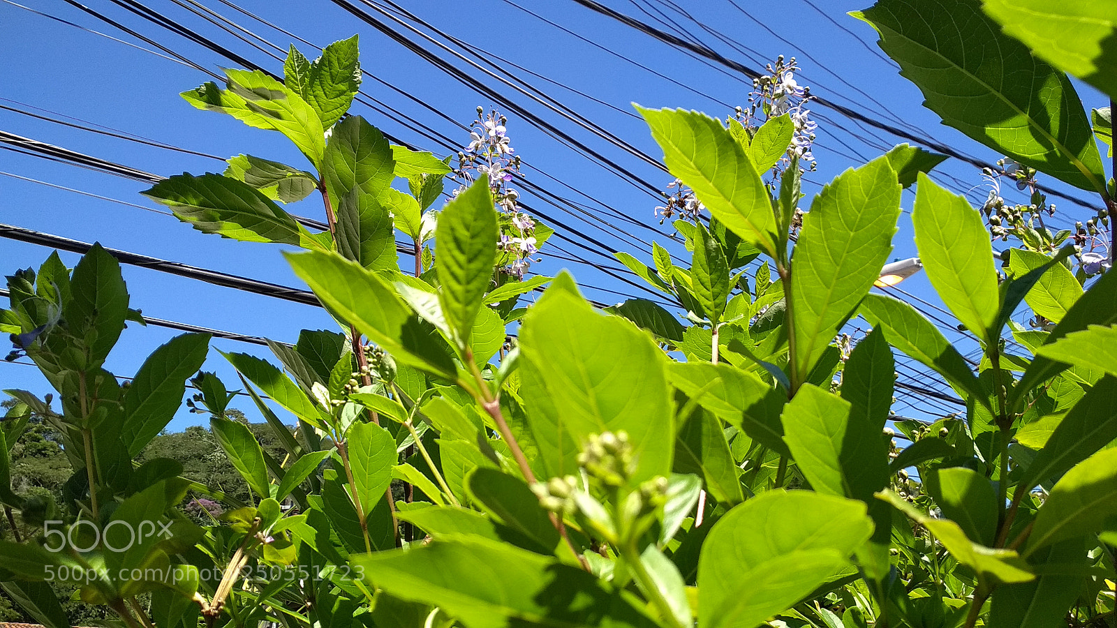 Xiaomi Redmi 4X sample photo. Untitled photography