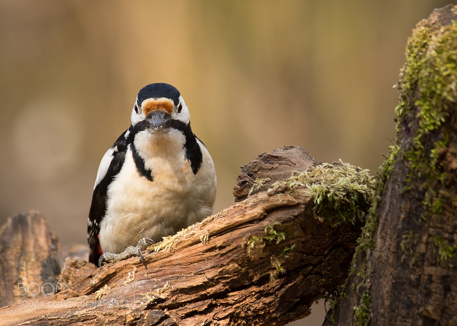 Canon EOS 7D Mark II sample photo. Woodpecker photography