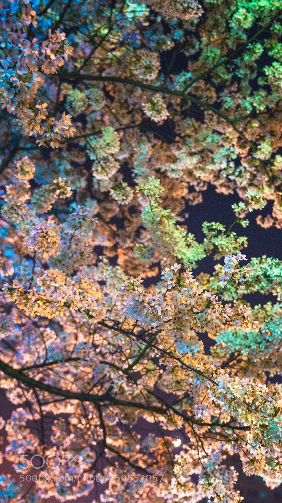 Sony a7R III sample photo. 夜桜 photography