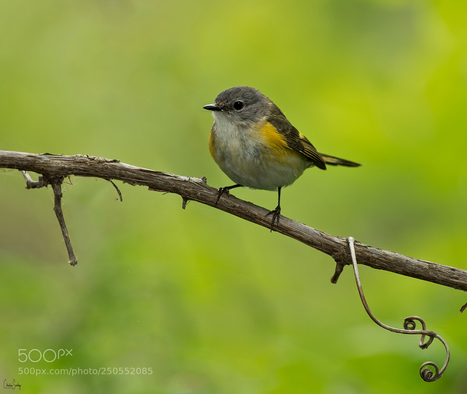 Nikon D4 sample photo. American redstart photography