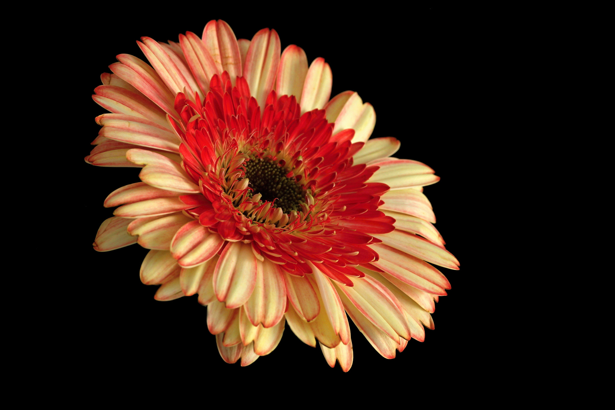 Canon EF-S 60mm F2.8 Macro USM sample photo. Star photography