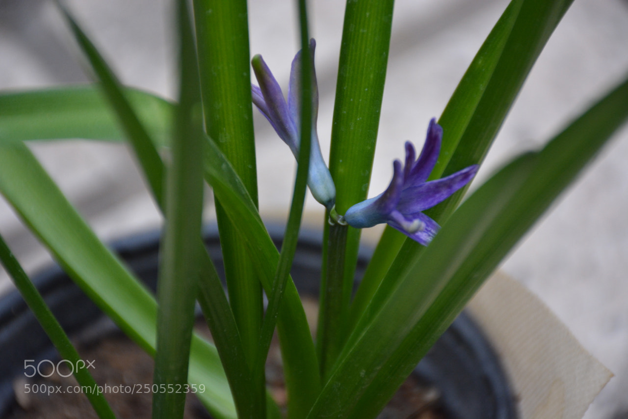 Nikon D7100 sample photo. Little hyacinth photography