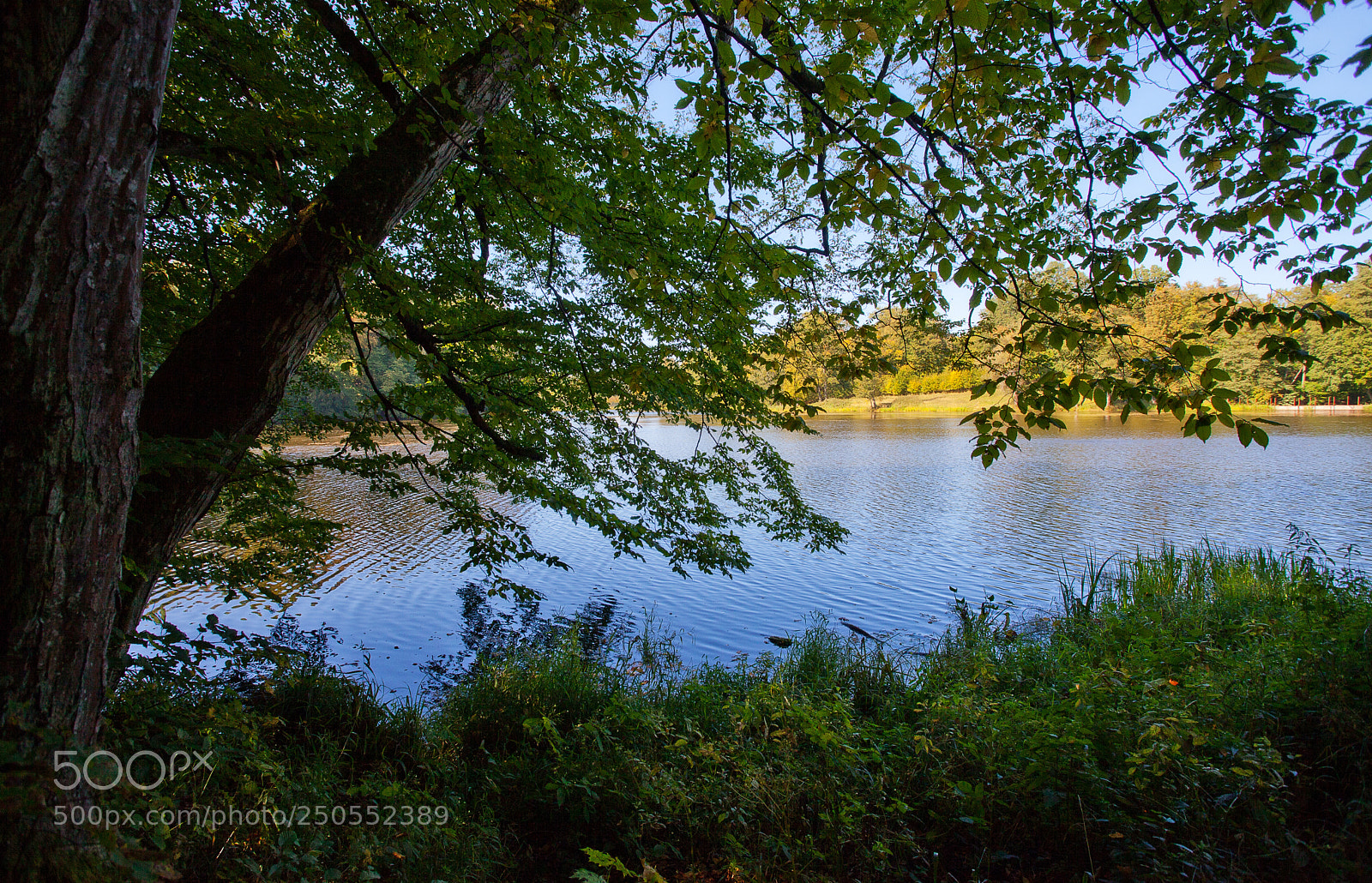 Canon EOS 5D Mark II sample photo. Forest lake with clear photography