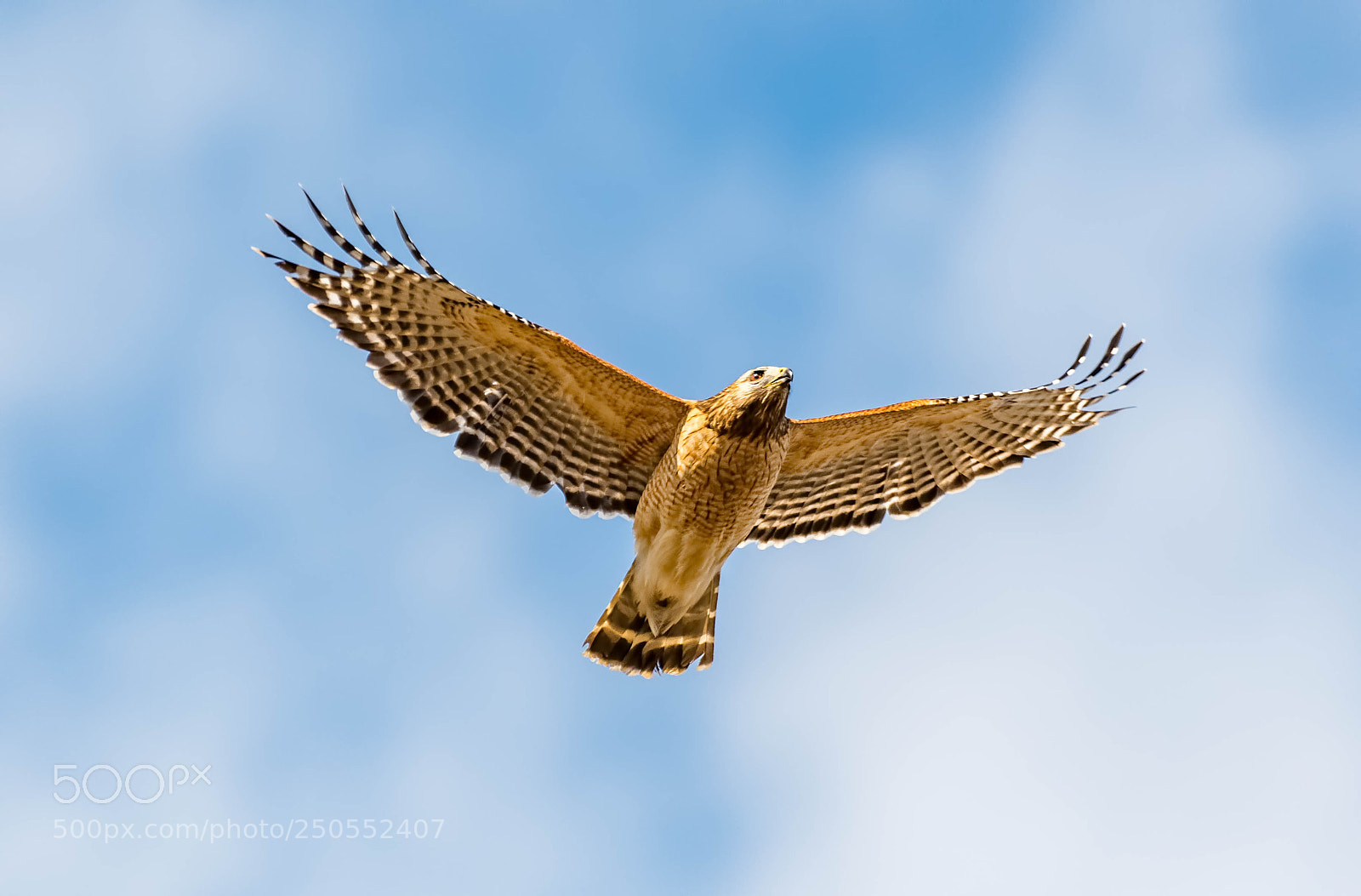 Nikon D500 sample photo. Red shouldered hawk fly photography
