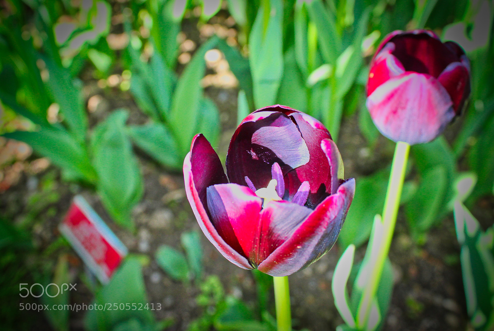 Canon EOS 550D (EOS Rebel T2i / EOS Kiss X4) sample photo. Blacktulip morges swiss photography