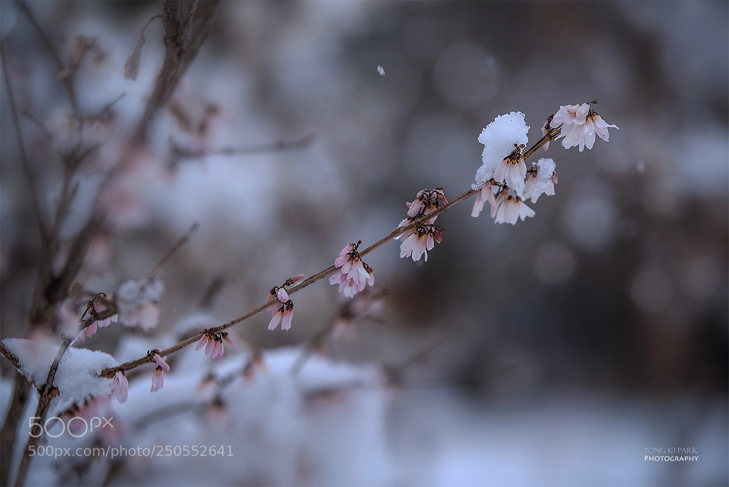 Pentax K-1 sample photo. Snow in the early photography