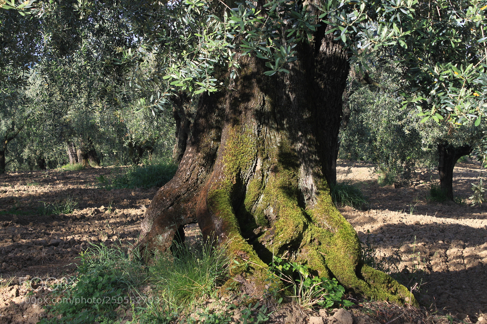Canon EF-S 18-55mm F3.5-5.6 IS sample photo. Olivenbaum santo pietro fara photography
