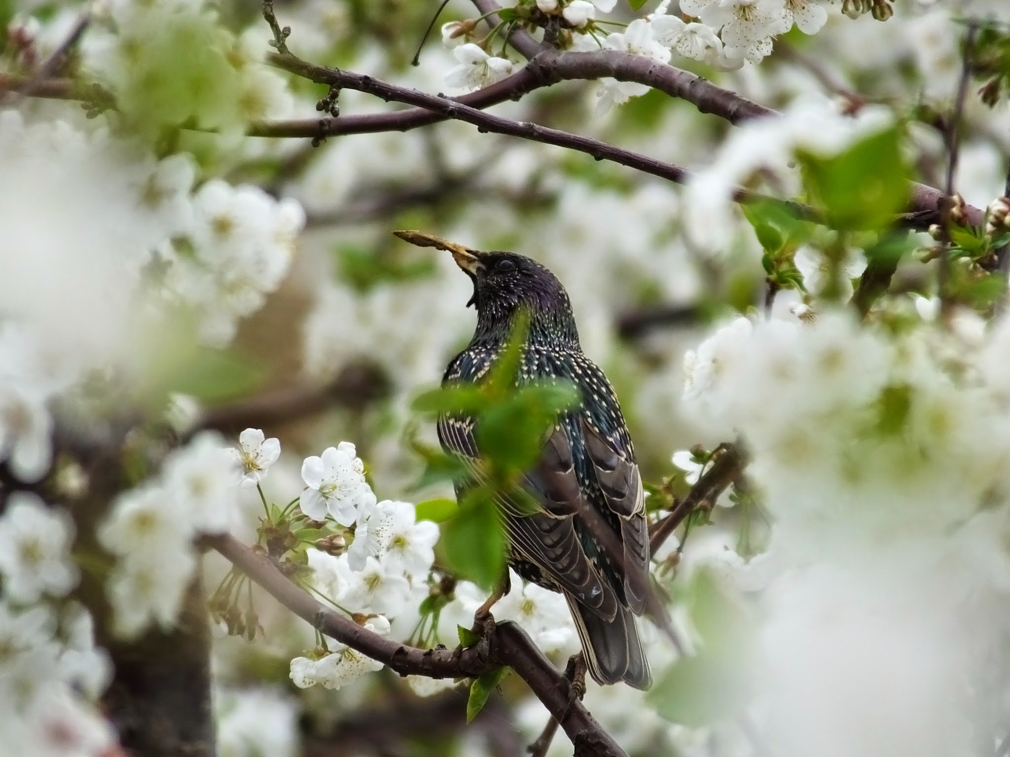 Fujifilm FinePix HS50 EXR sample photo. Sturnus vulgaris, cherry blossom photography