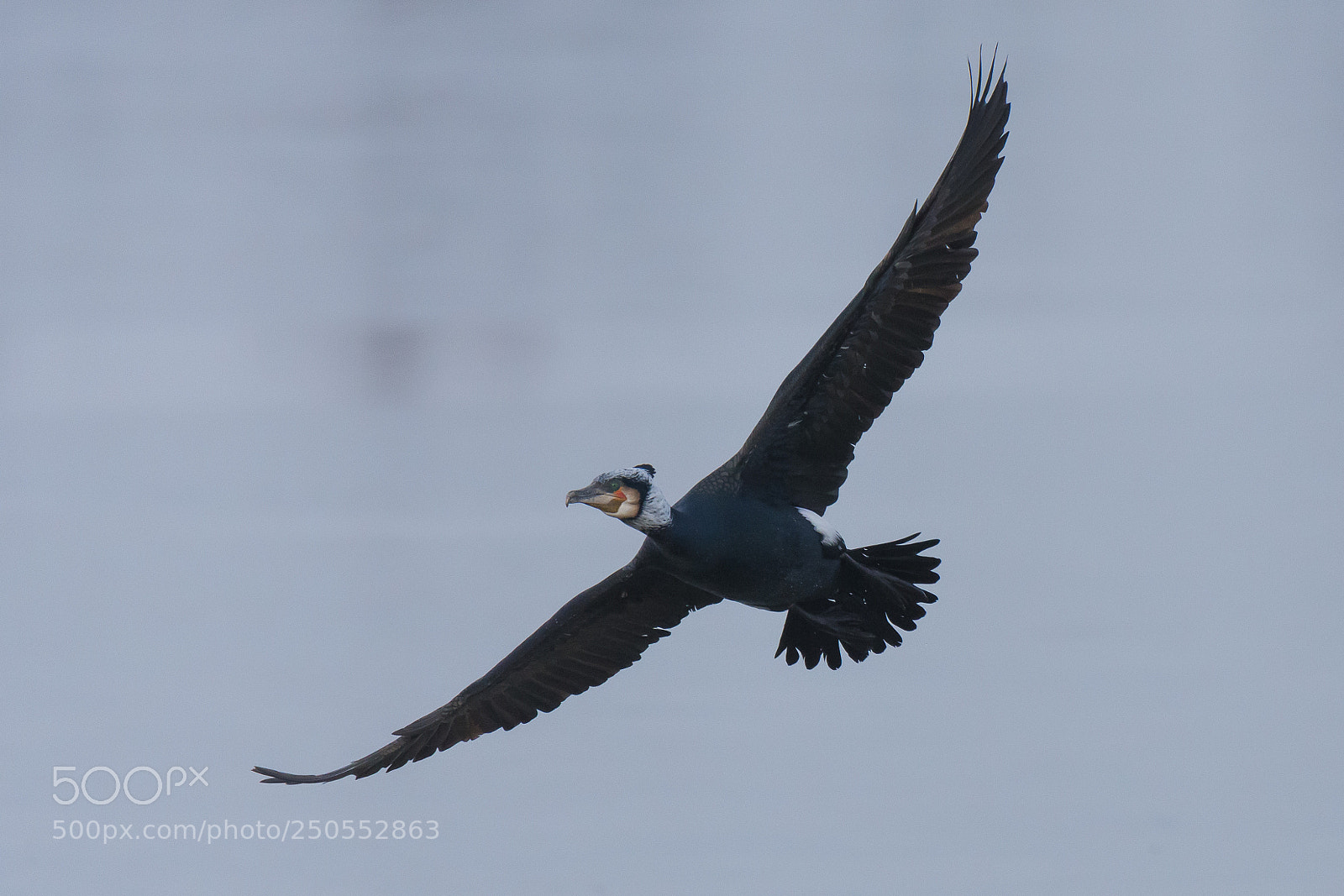 Nikon D7200 sample photo. Cormorant photography