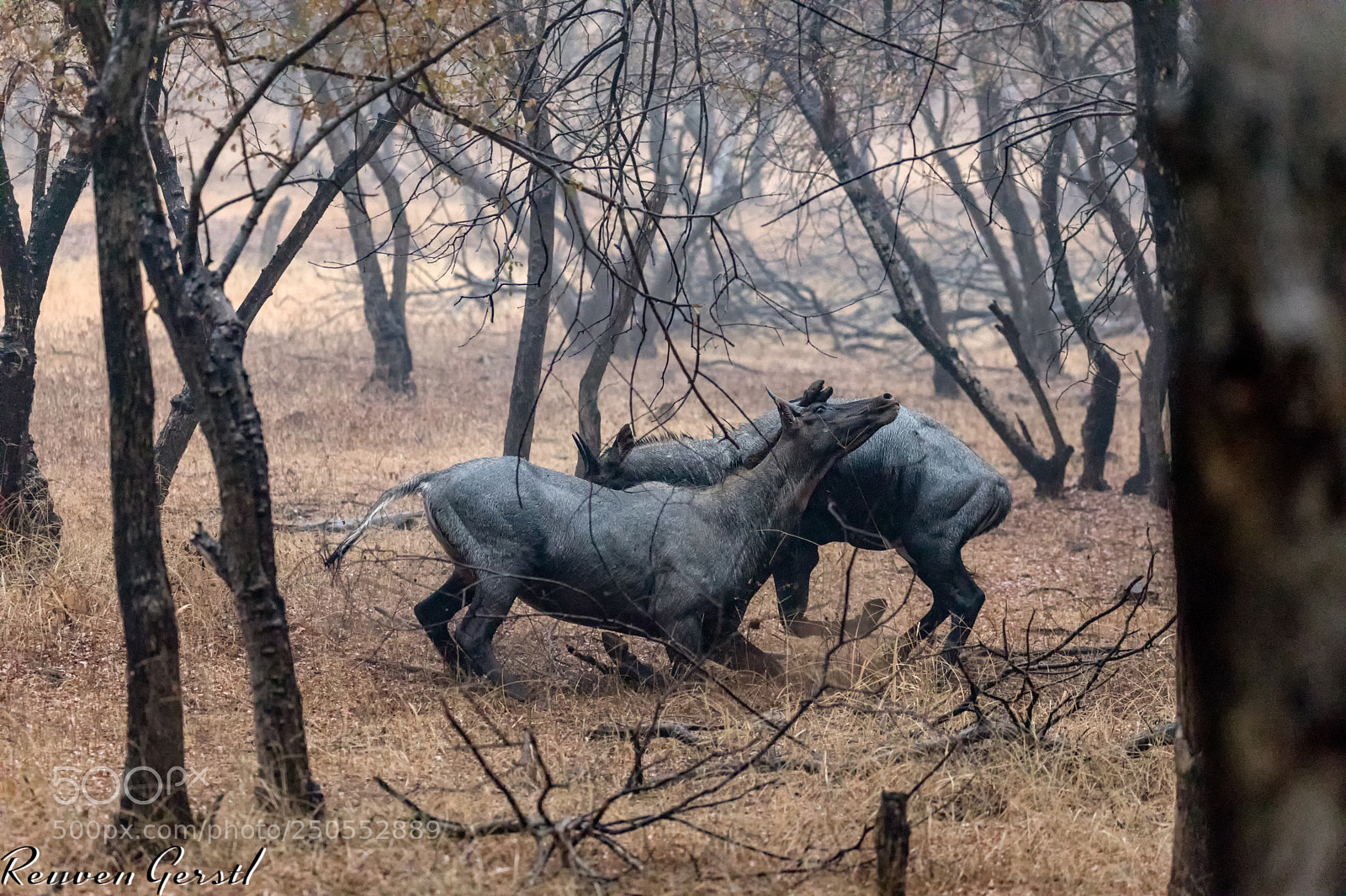 Canon EOS 5D Mark IV sample photo. Antelope fight photography