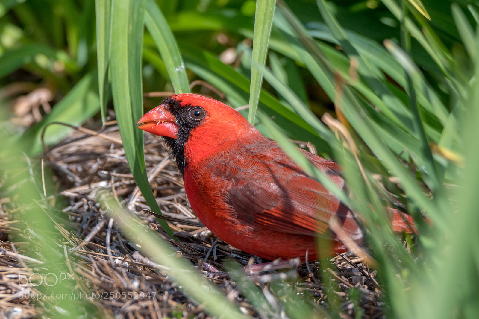 Nikon D500 sample photo. Cardinal photography