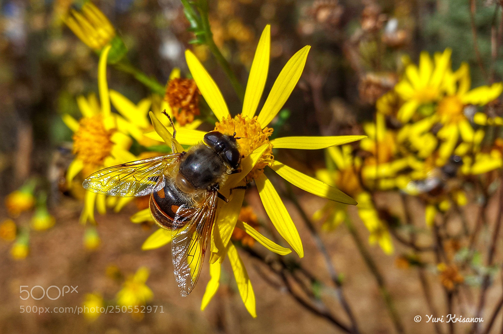 Samsung Galaxy Alpha sample photo. Hoverfly on a sunny photography