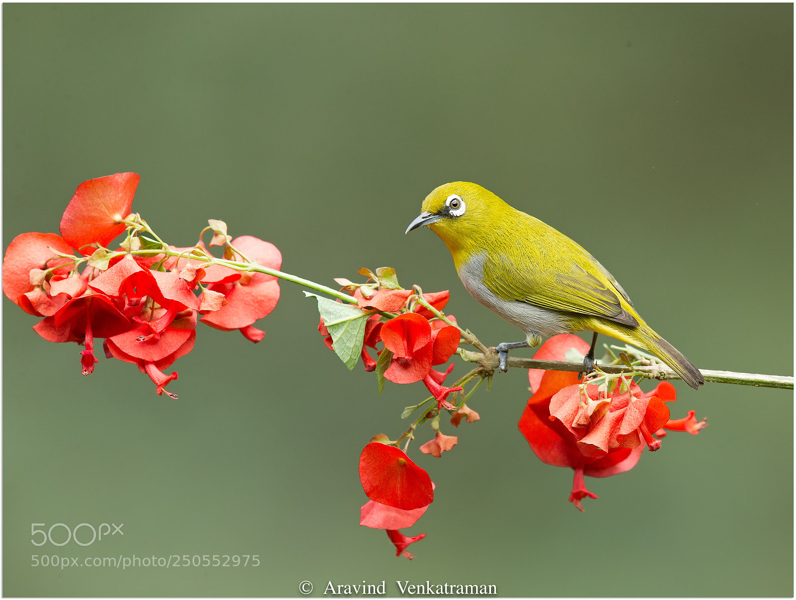 Canon EOS-1D X sample photo. Oriental white eye photography
