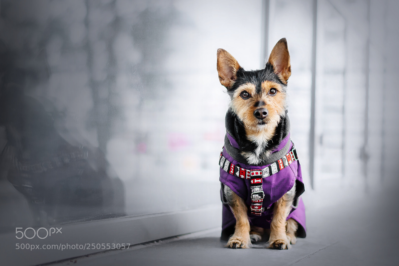 Nikon D7200 sample photo. Dog in city photography
