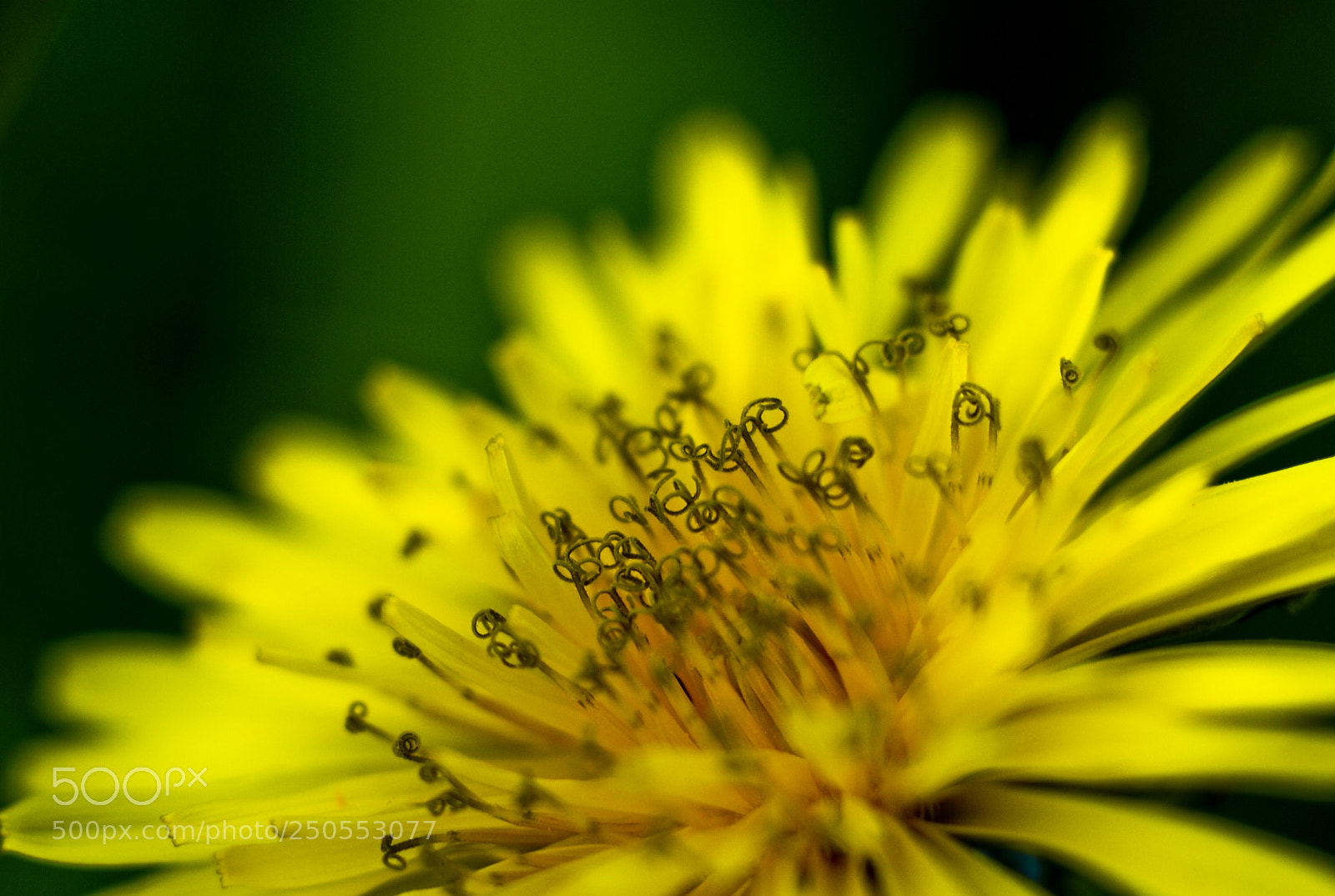 Nikon D200 sample photo. Hairy photography