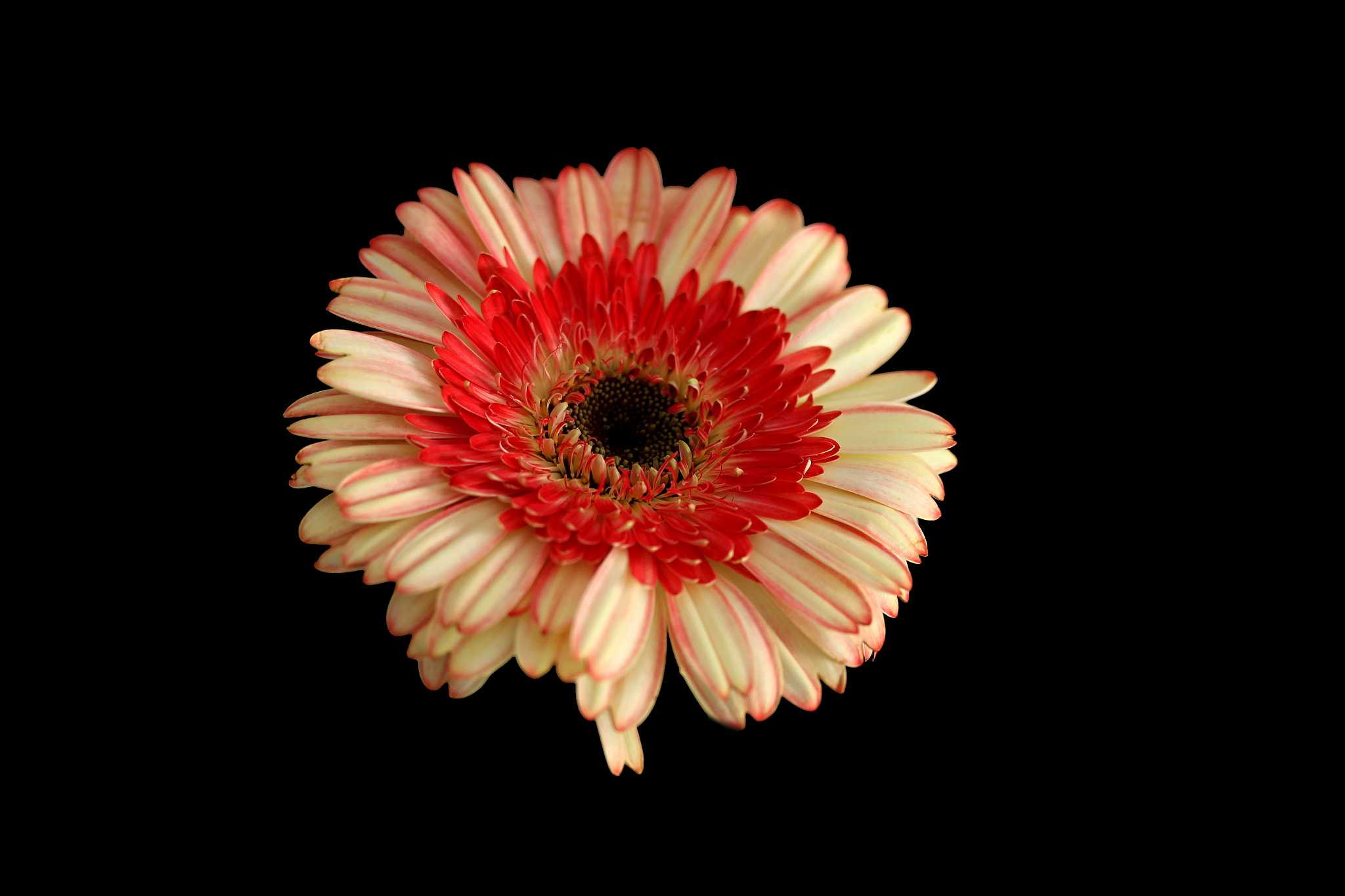 Canon EF-S 60mm F2.8 Macro USM sample photo. Flor photography