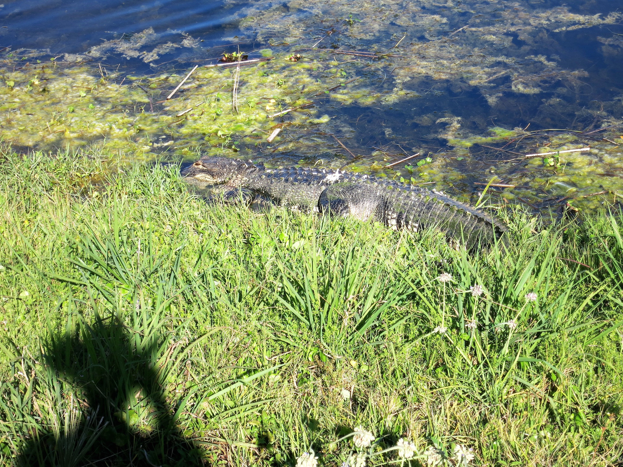 Canon PowerShot S110 sample photo. Alligator - almost stepped on it photography