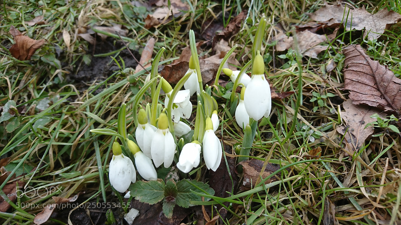 Sony Xperia XZ sample photo. Snow drops photography