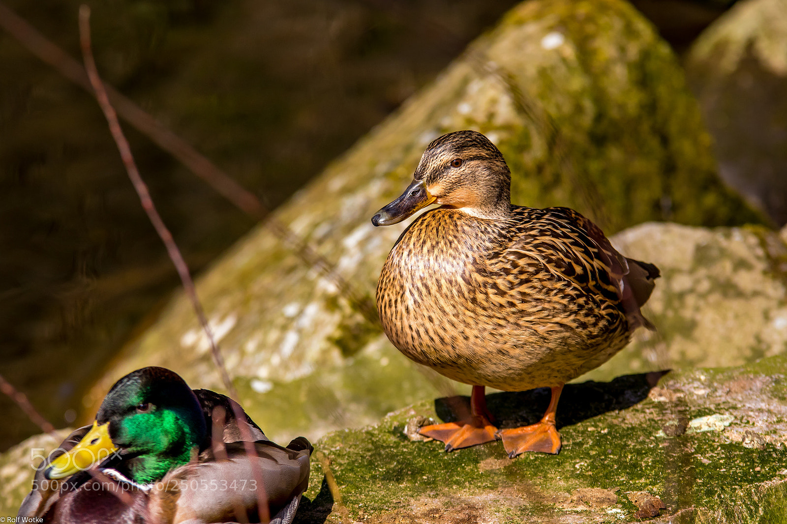Canon EOS 7D Mark II sample photo. Entenpaar bad wildbad photography
