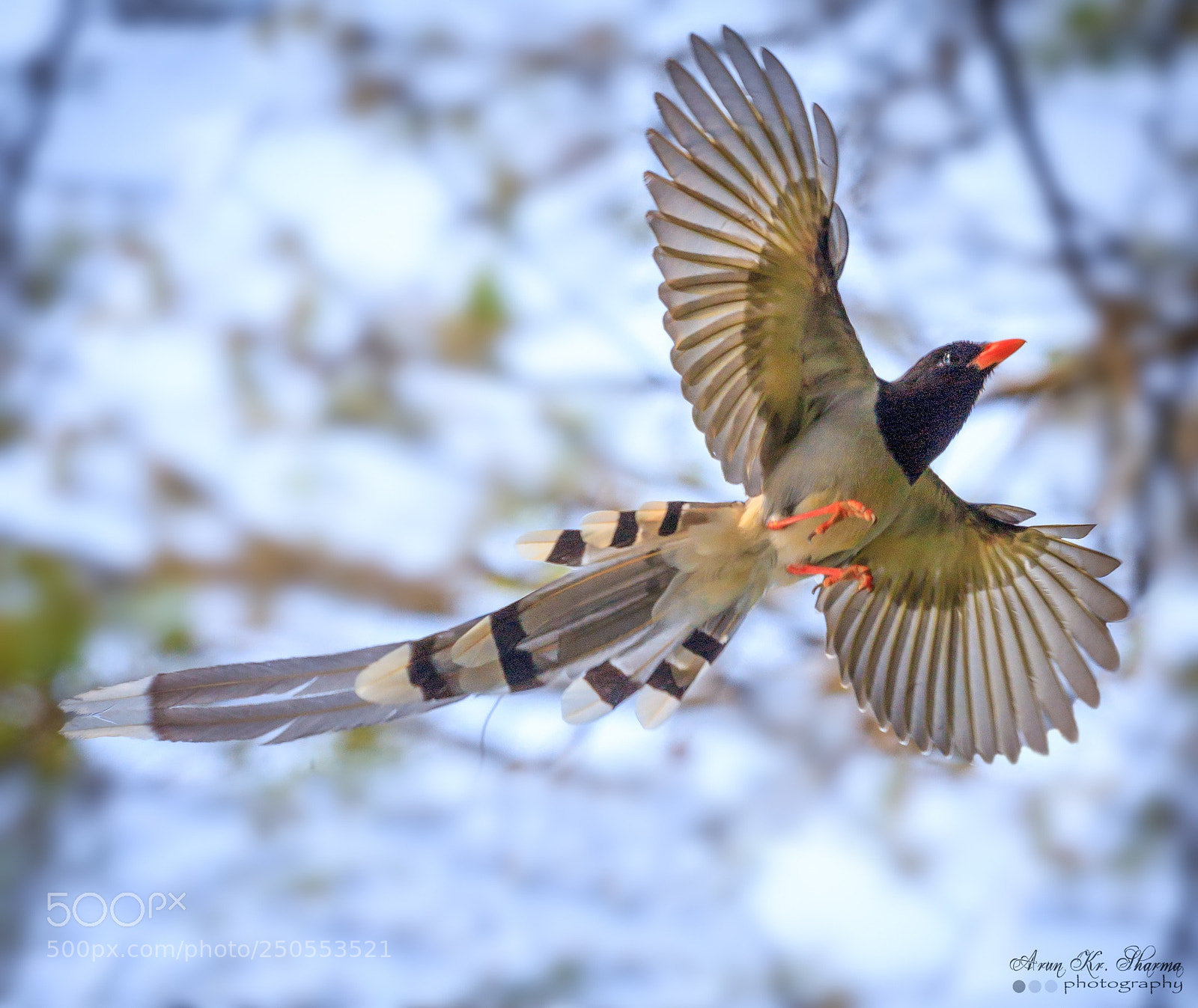 Canon EOS 60D sample photo. Red-billed blue magpie photography
