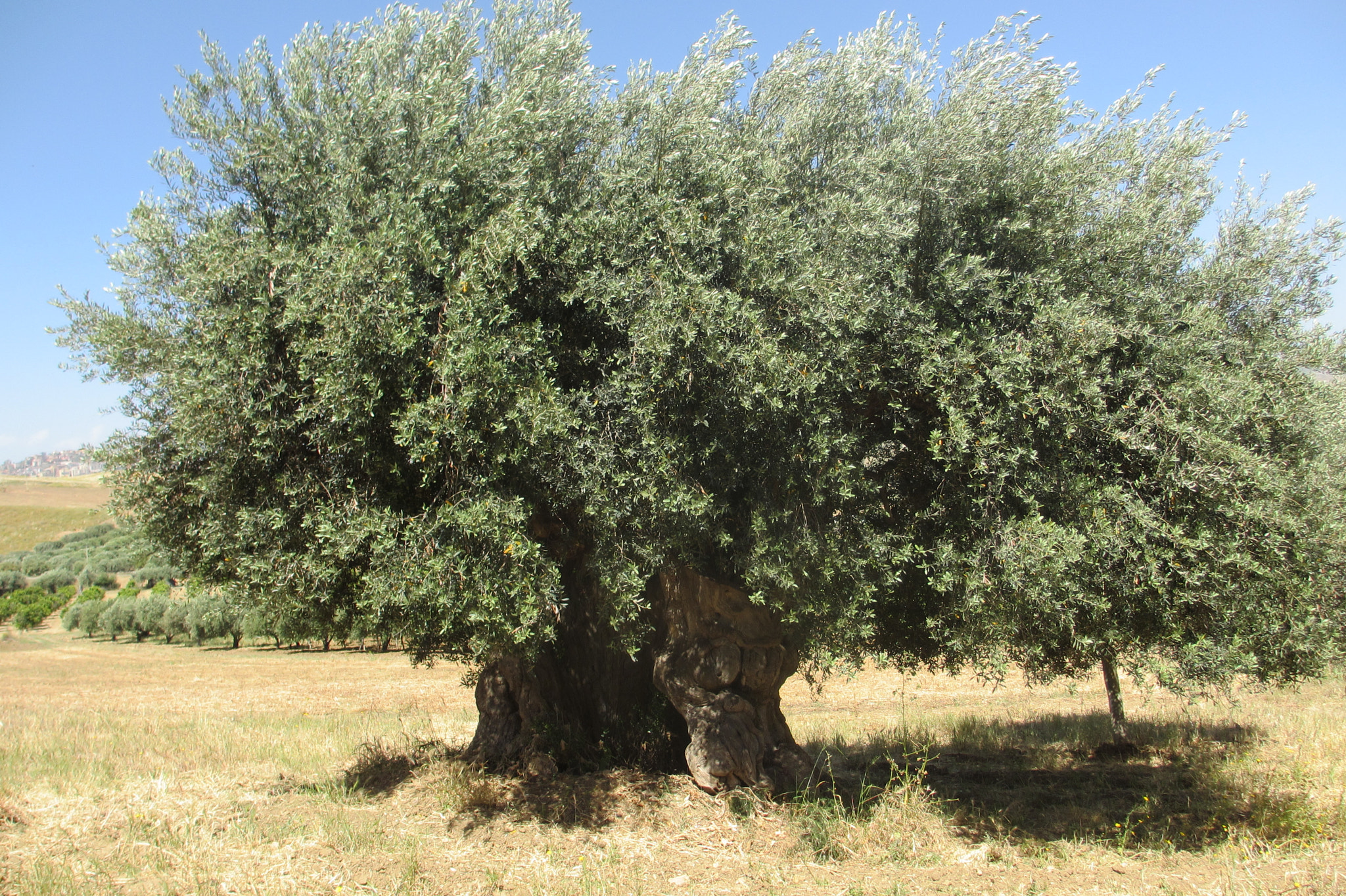 Canon PowerShot ELPH 310 HS (IXUS 230 HS / IXY 600F) sample photo. Jahre alter olivenbaum in der nähe von agrigent sizilien photography
