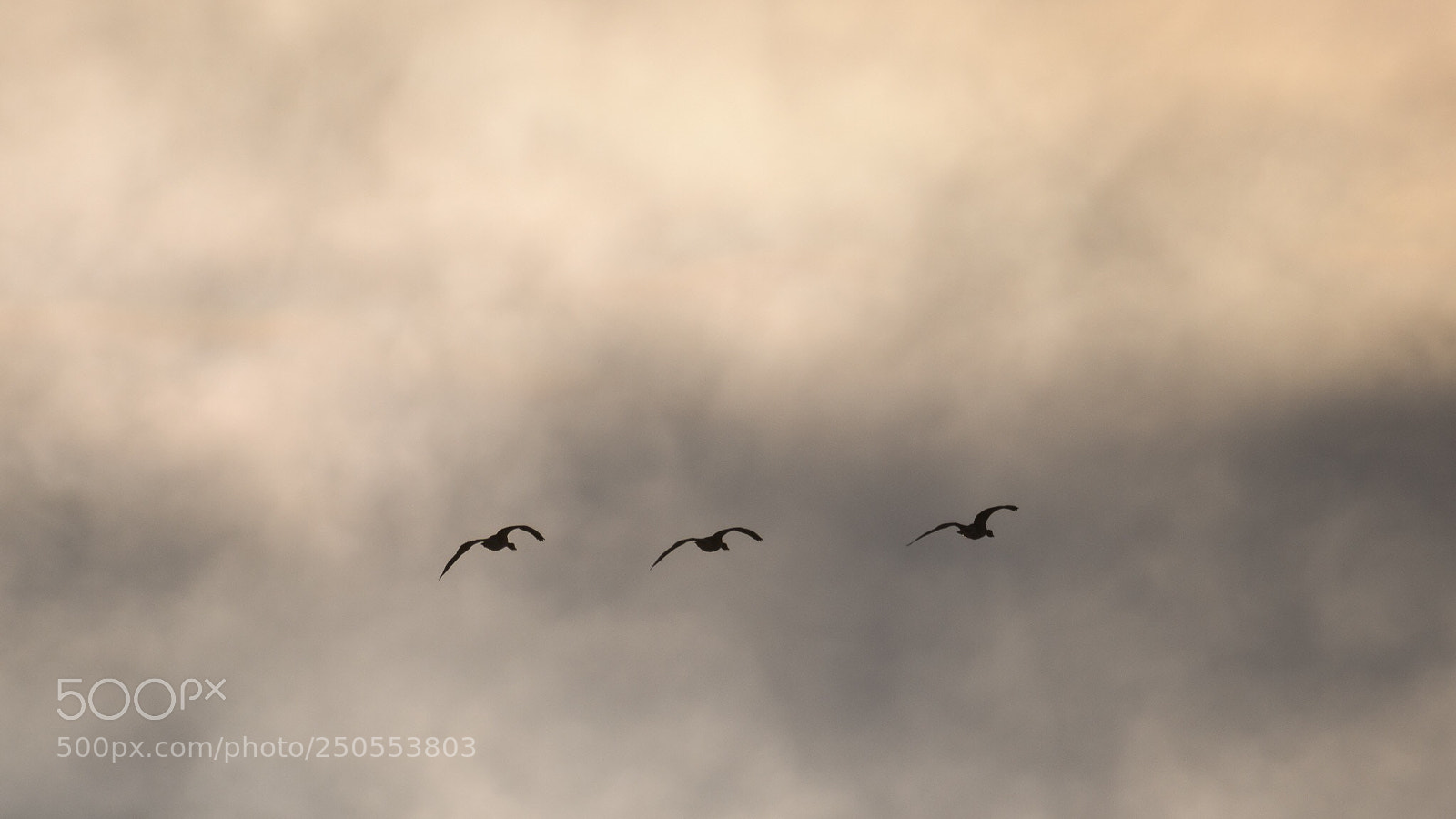 Nikon D500 sample photo. Swans in morning sky photography