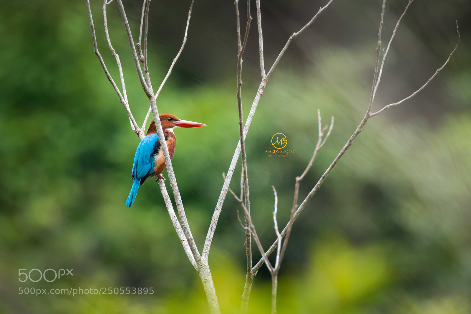 Nikon D800 sample photo. កដបទ្រូងស​(ស្តេចចាប់ត្រី) ! white throated kingfisher ! photography