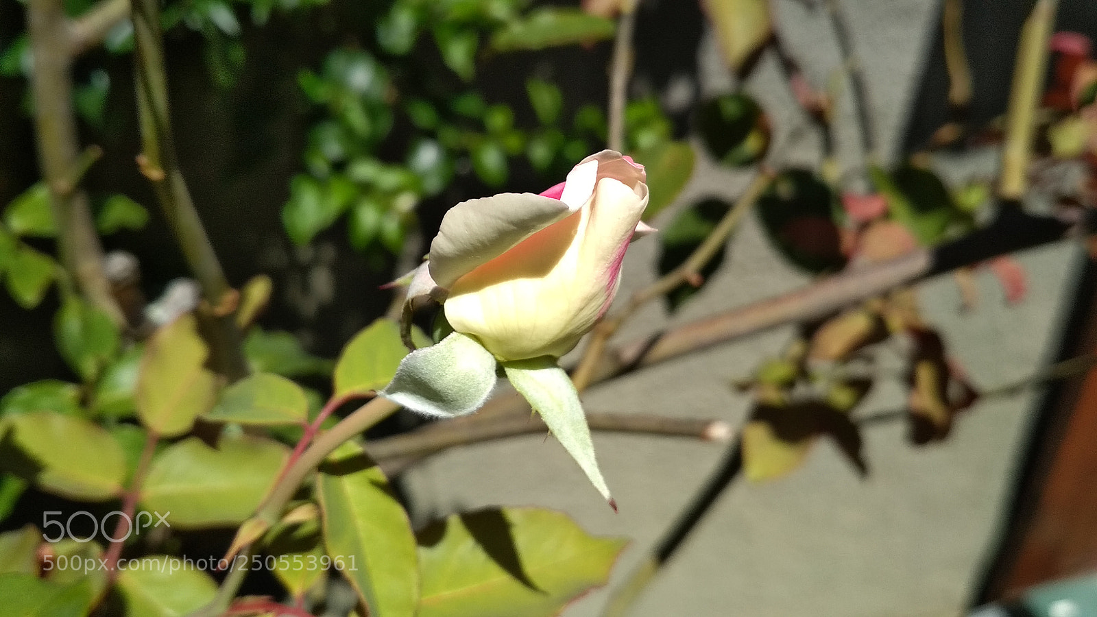 Xiaomi Redmi 4X sample photo. Untitled photography