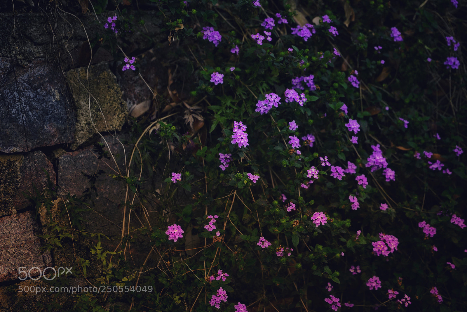 Sony a7R sample photo. Untitled photography
