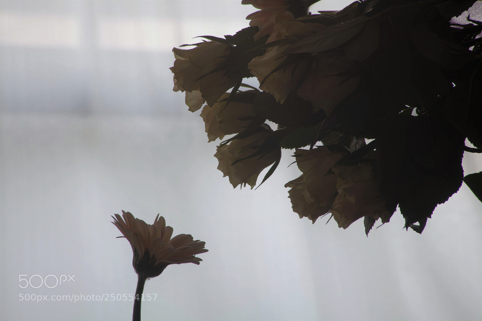 Canon EOS 5D Mark II sample photo. Chattering photography