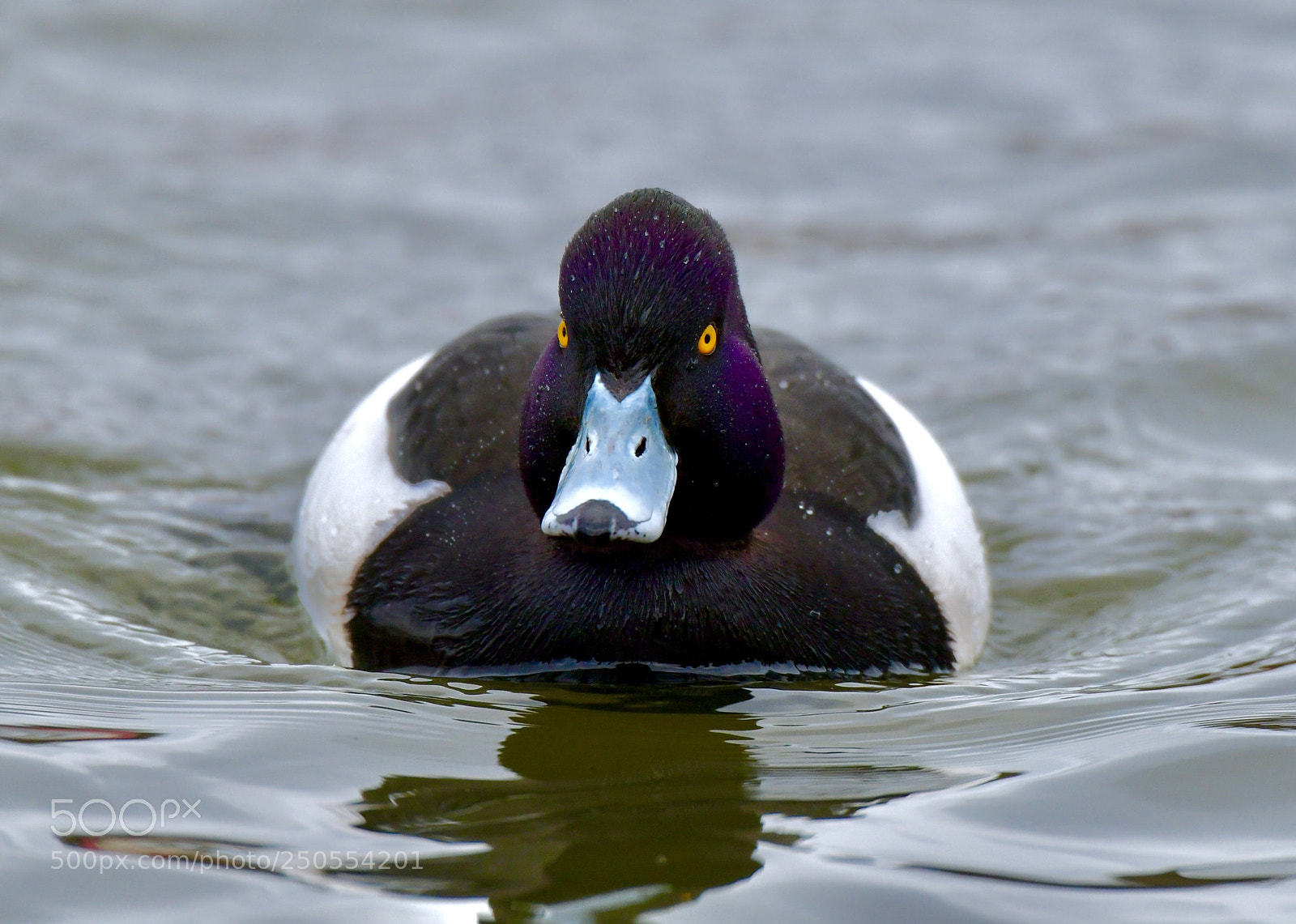 Nikon D850 sample photo. A male tufted duck  photography