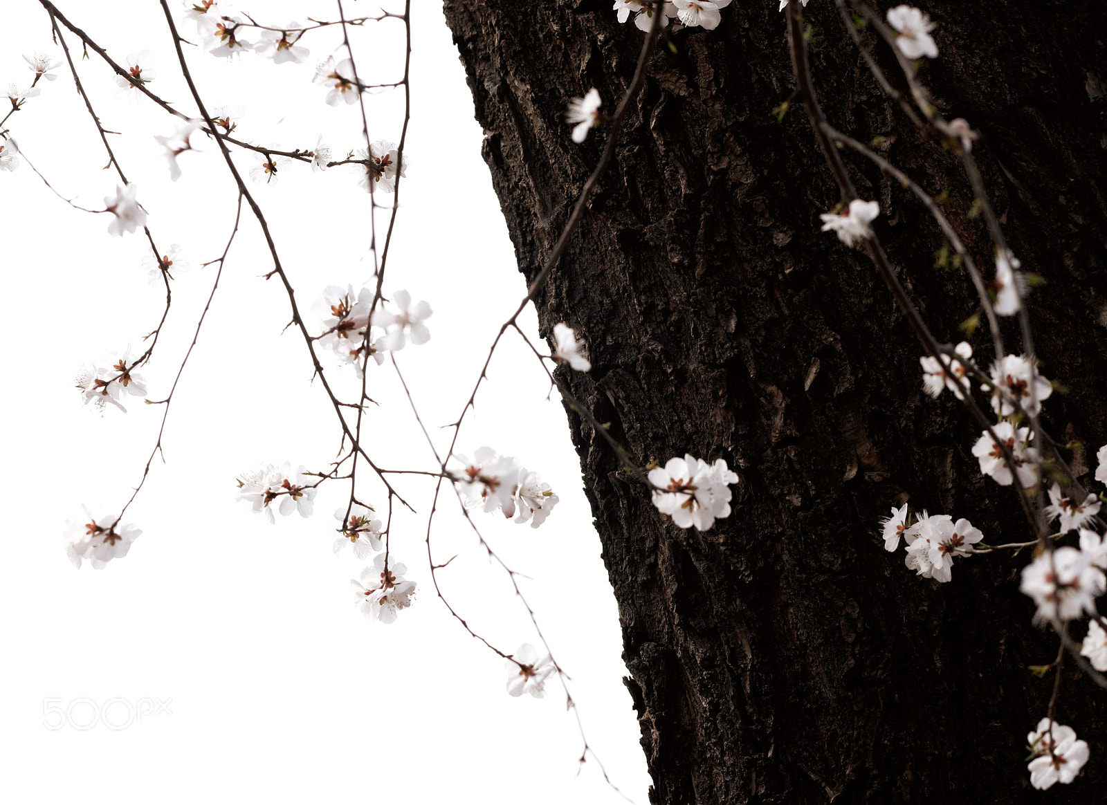 Canon EOS 5D Mark II sample photo. Flower photography