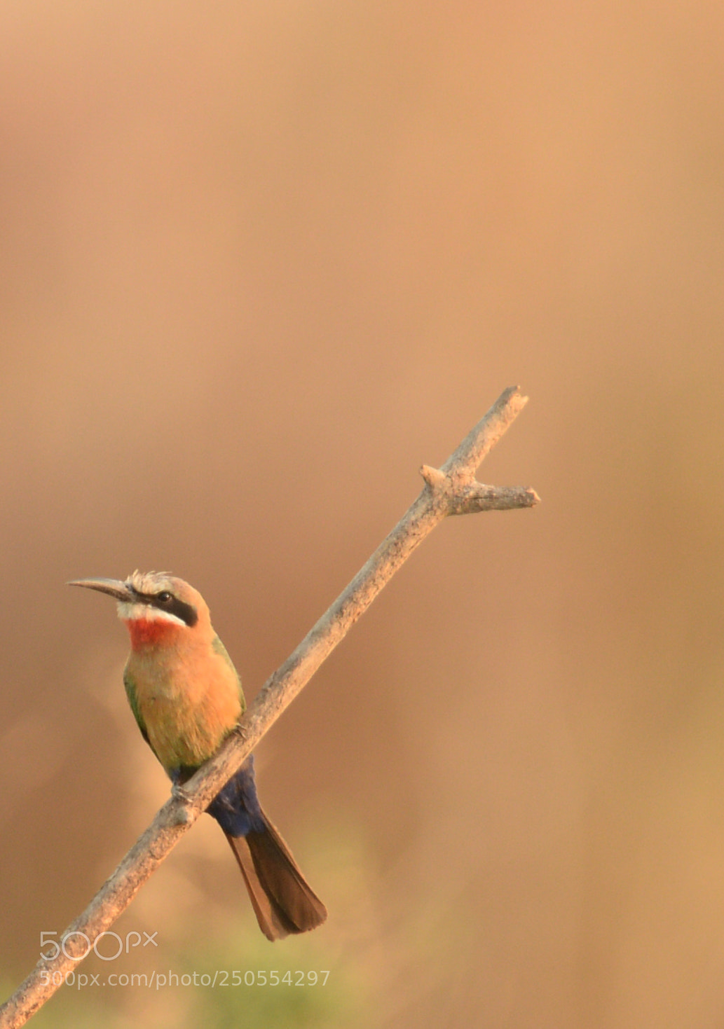 Nikon D4 sample photo. Bee eater photography