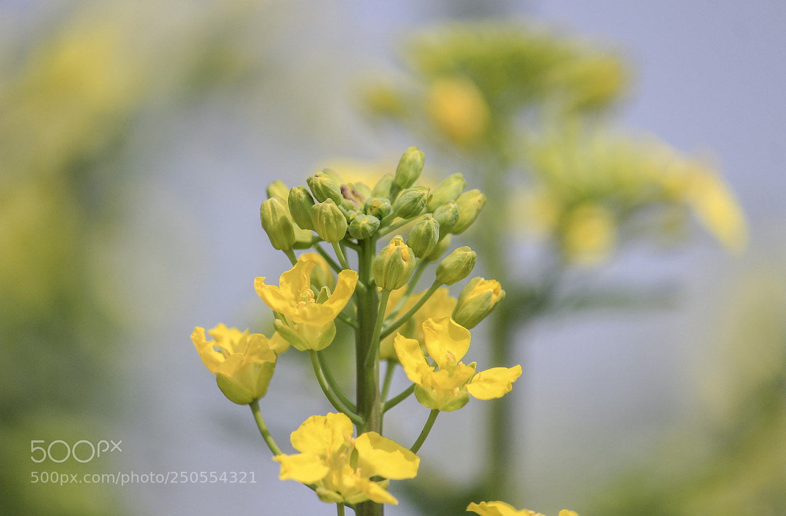 Canon EOS 600D (Rebel EOS T3i / EOS Kiss X5) sample photo. Flower1 photography