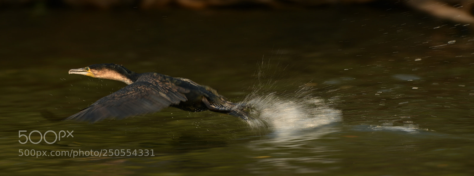 Nikon D4 sample photo. Yellow throat photography