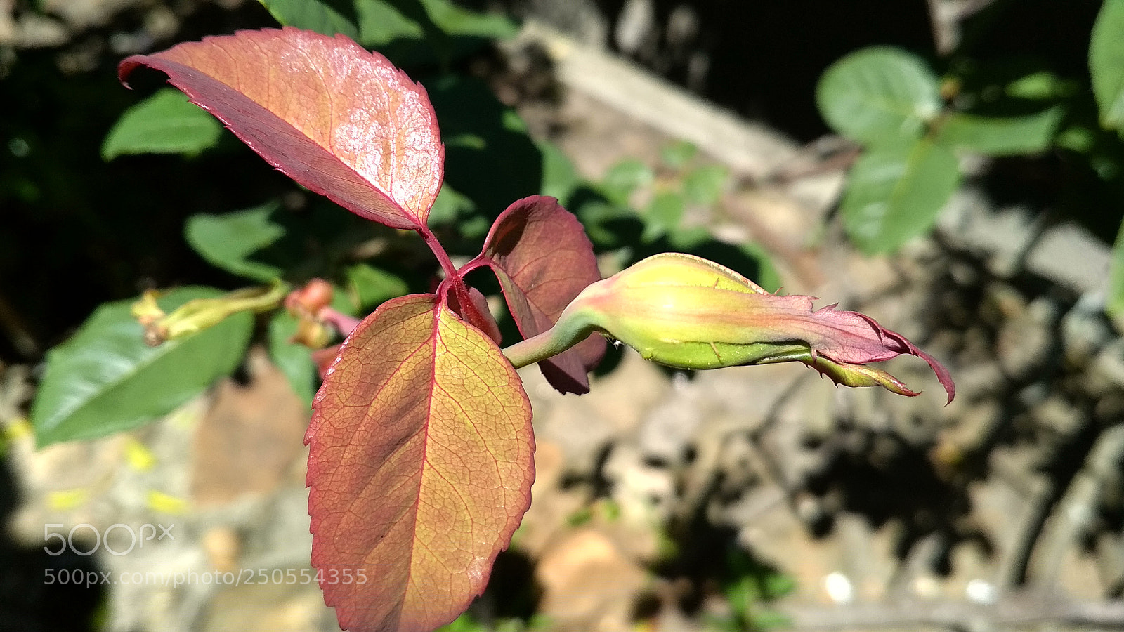 Xiaomi Redmi 4X sample photo. Untitled photography