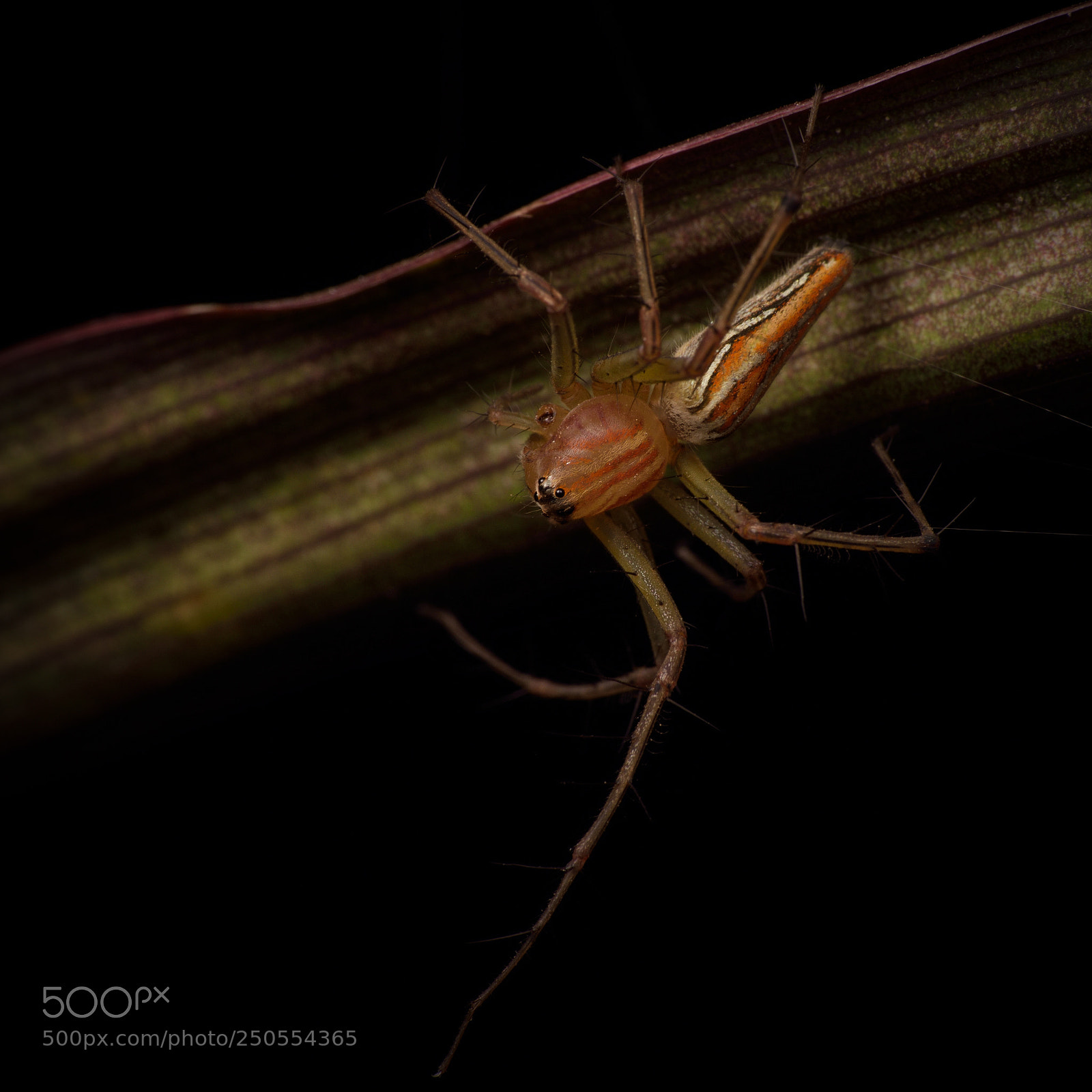 Nikon D810 sample photo. Lynx spider photography