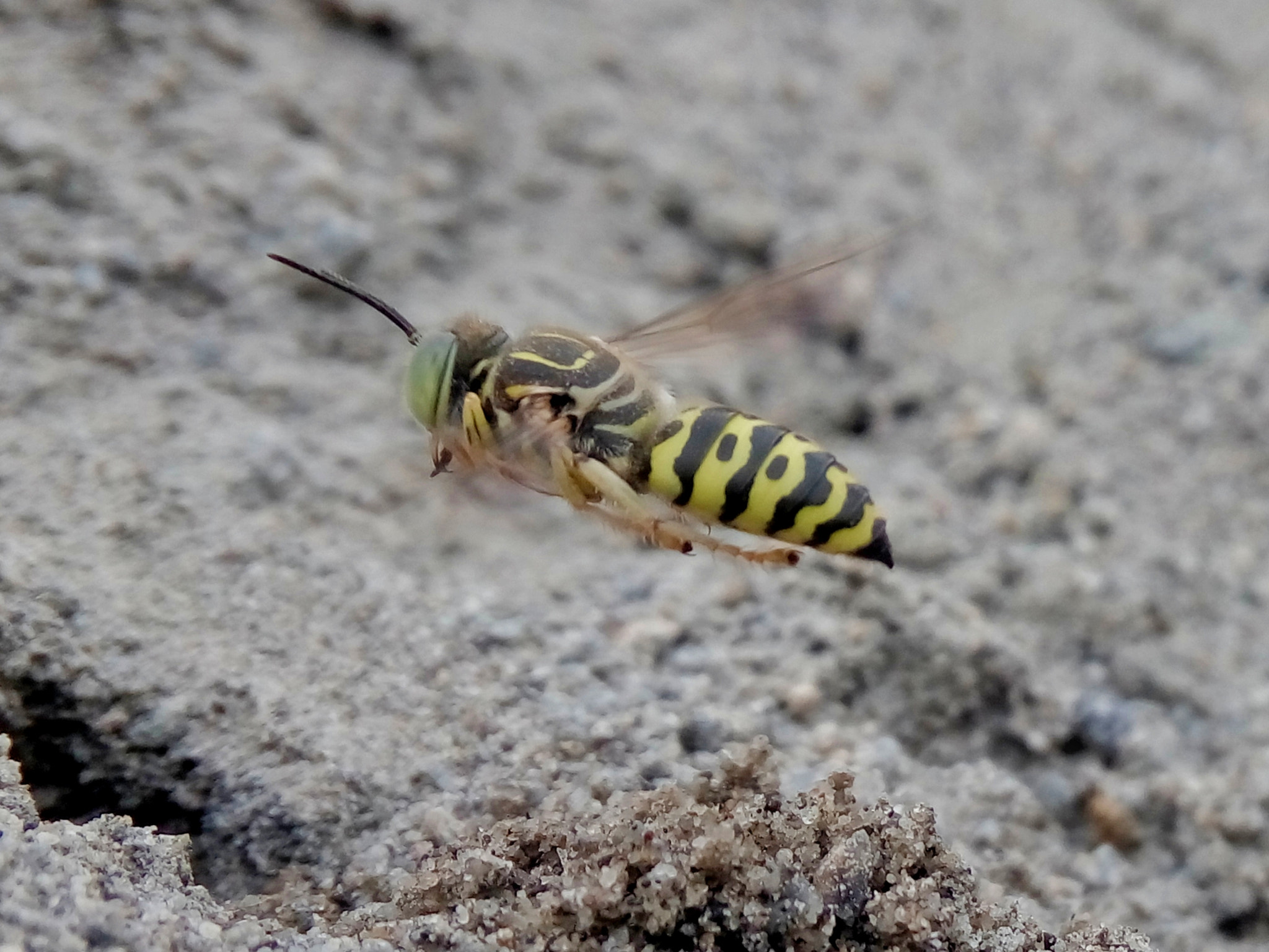 Meizu m2 sample photo. Bee photography