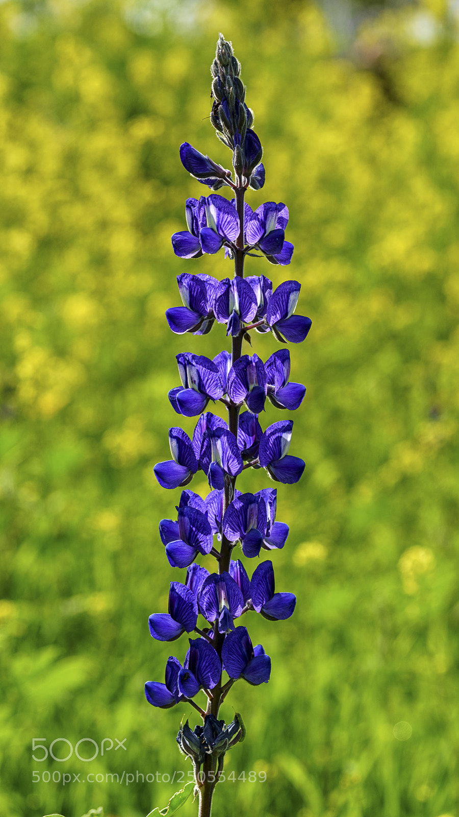 Sony a7 sample photo. Lupinus pilosus photography